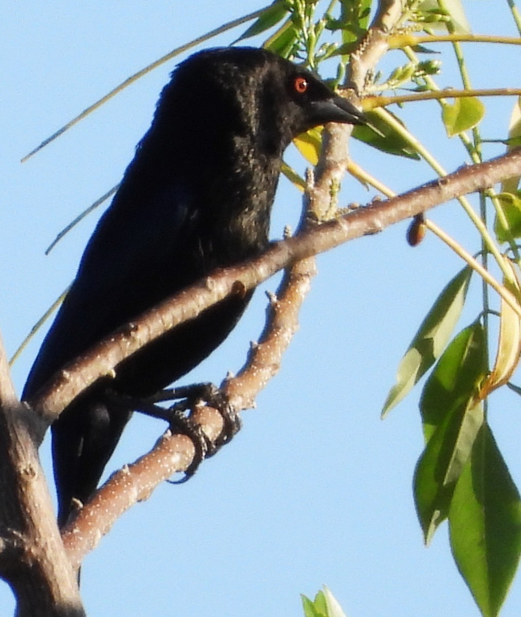 bronsetrupial - ML646384585