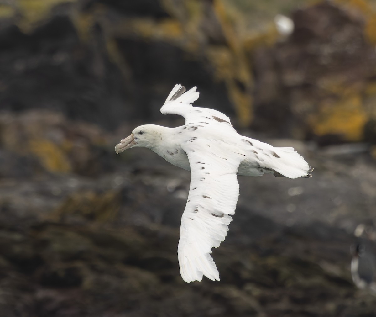 Antarktik Dev Fırtınakuşu - ML646384587