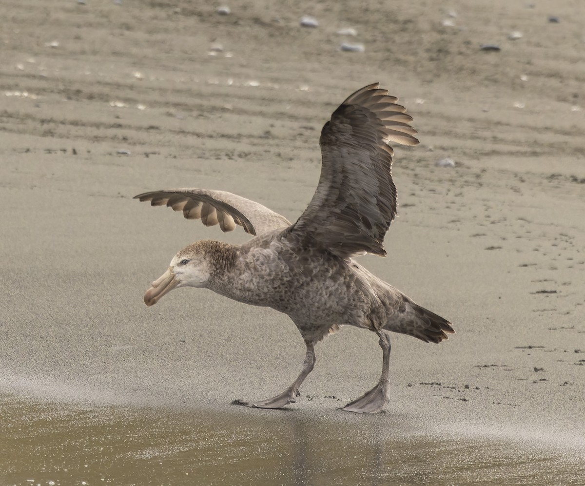 Northern Giant-Petrel - ML646384588