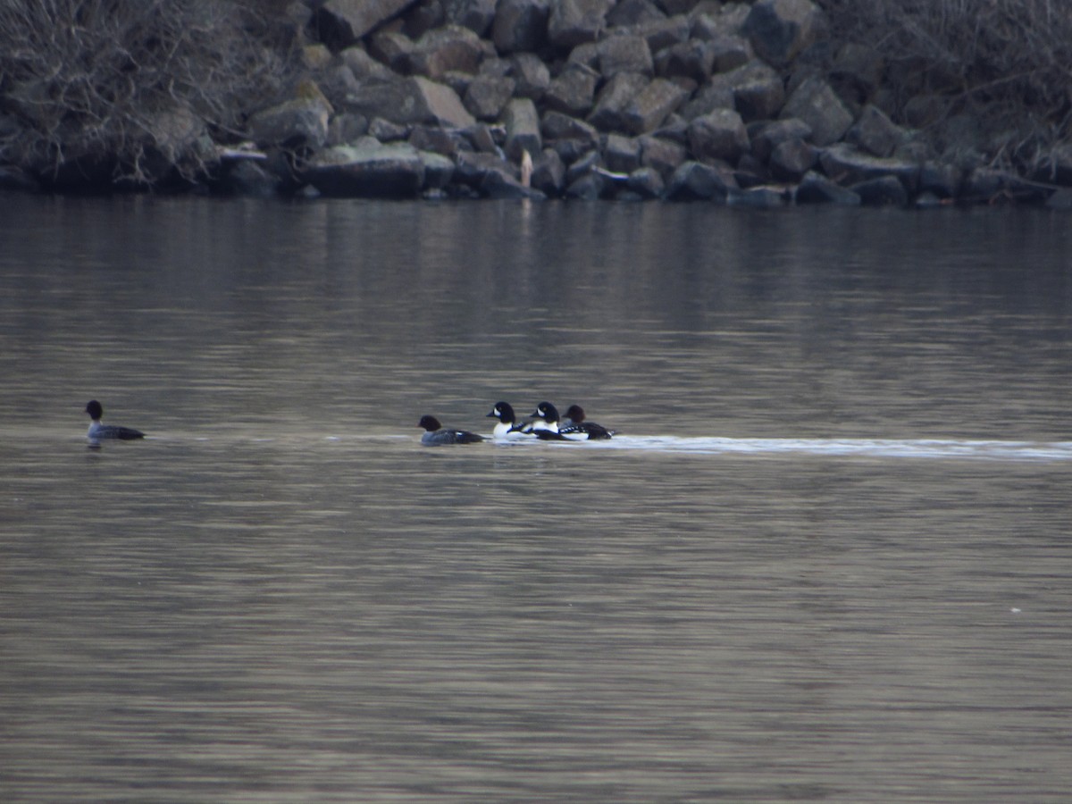 Barrow's Goldeneye - ML646384590