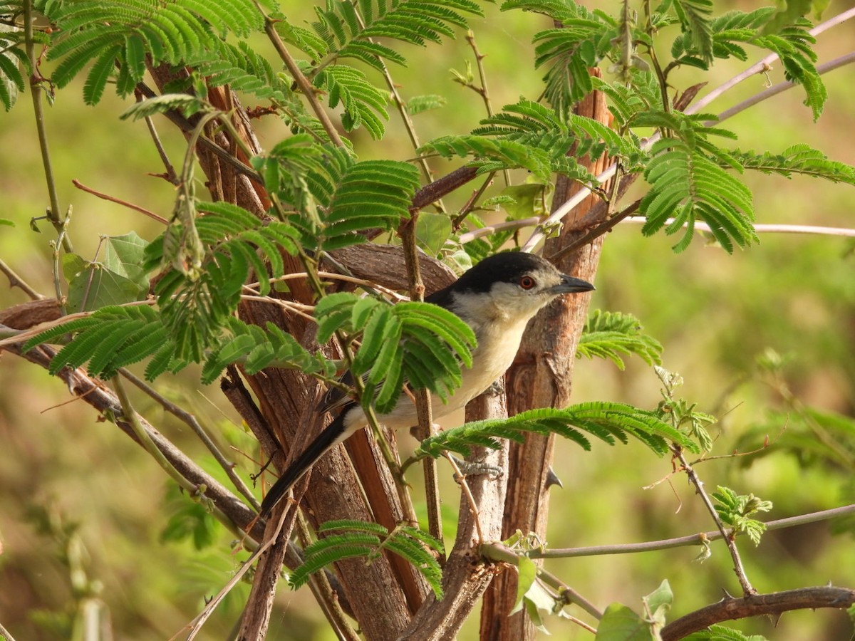 Black-backed Puffback - ML646384591
