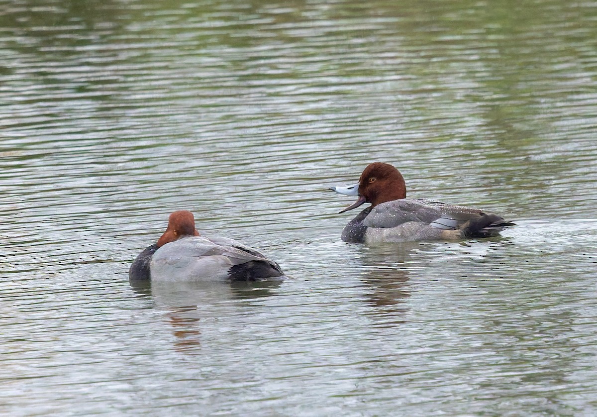 Redhead - ML646384595
