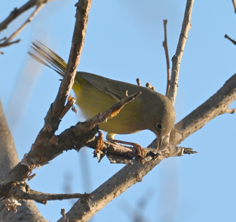 Orange-crowned Warbler - ML646384597