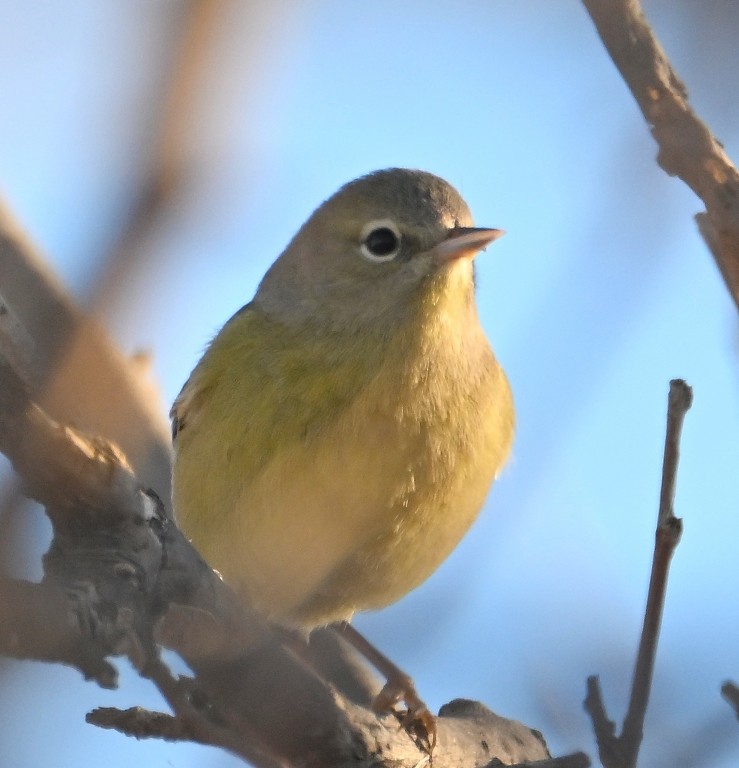 Orange-crowned Warbler - ML646384599