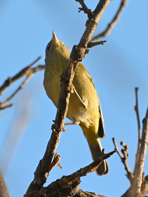 Orange-crowned Warbler - ML646384600