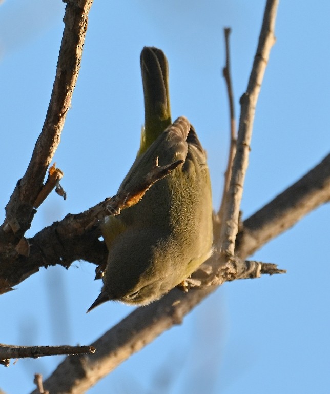 Orange-crowned Warbler - ML646384601