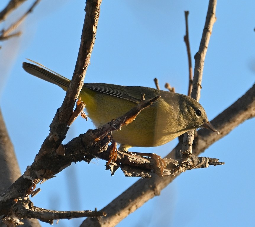 Orange-crowned Warbler - ML646384602
