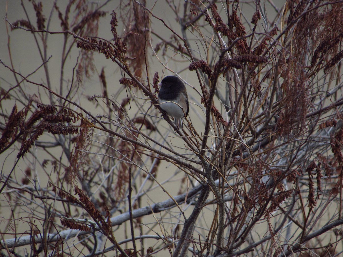 Dark-eyed Junco - ML646384603
