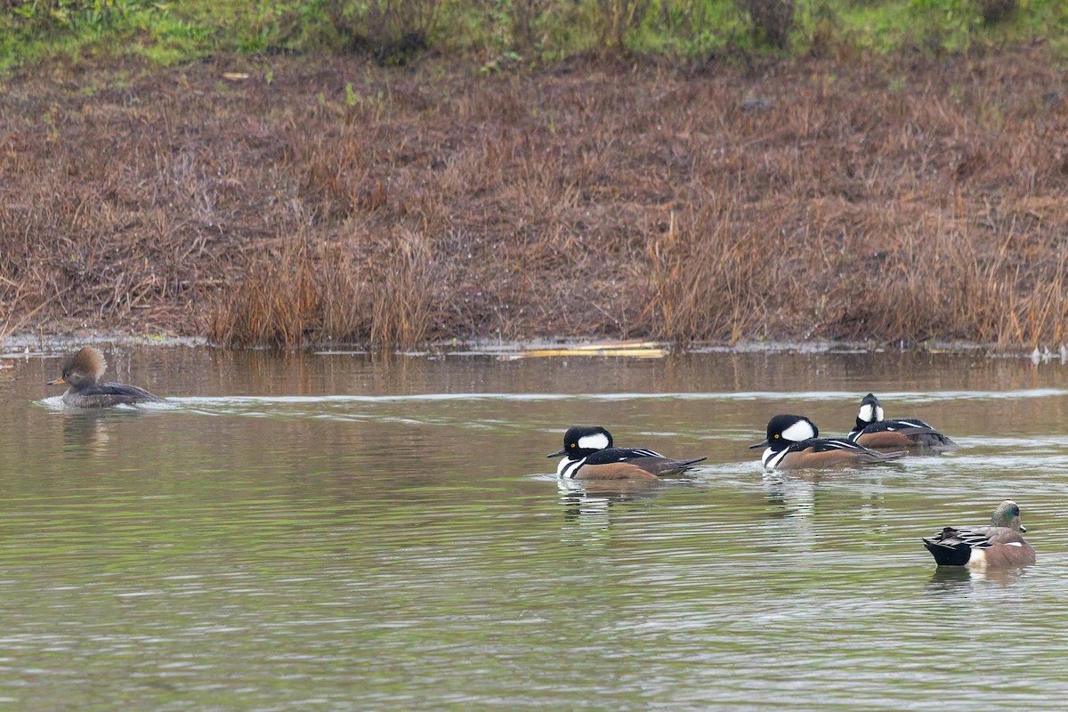 Hooded Merganser - ML646384604