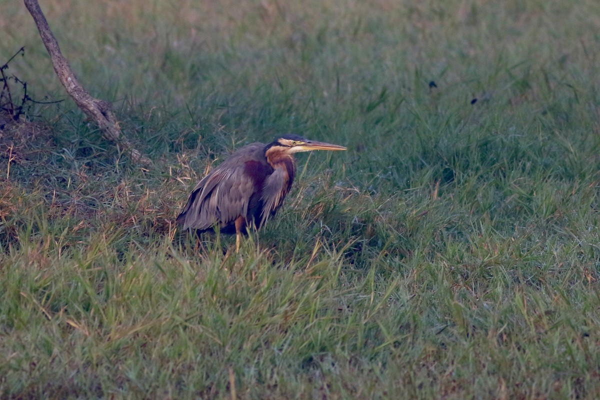 Зээрд дэглий - ML646384605