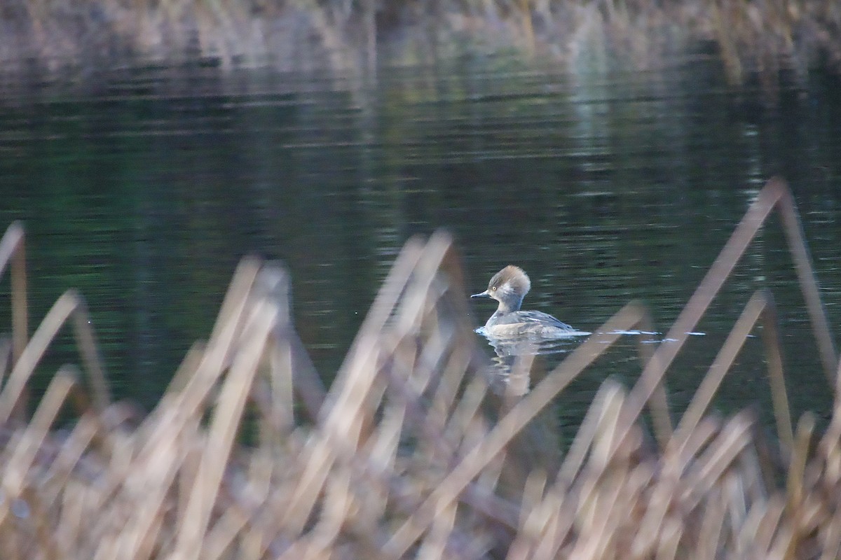 Hooded Merganser - ML646384606