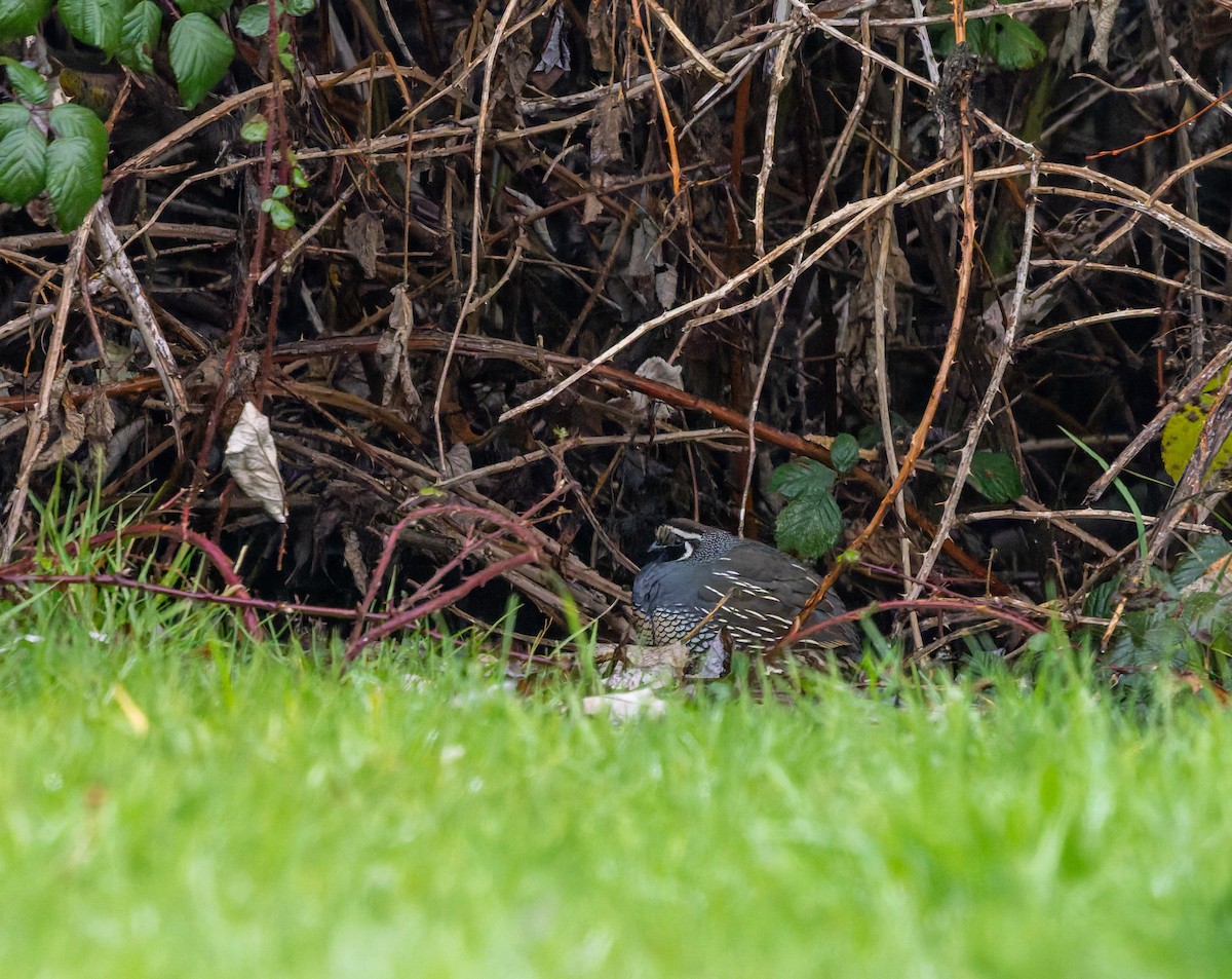 California Quail - ML646384607