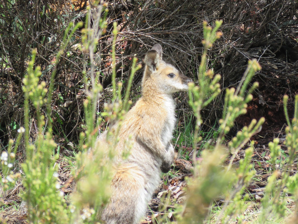 Red-necked Wallaby - ML646384608
