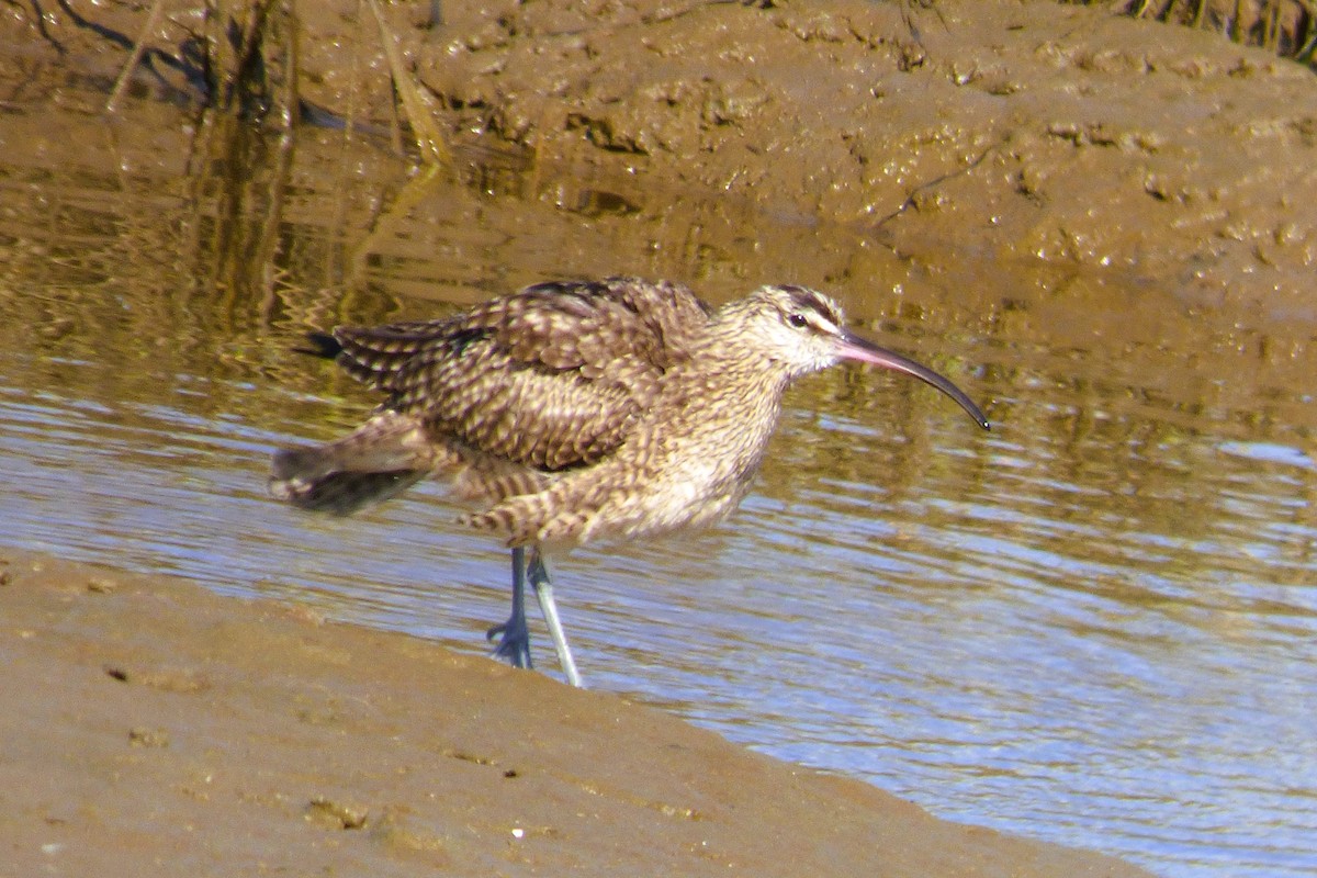 Long-billed Curlew - ML646384609