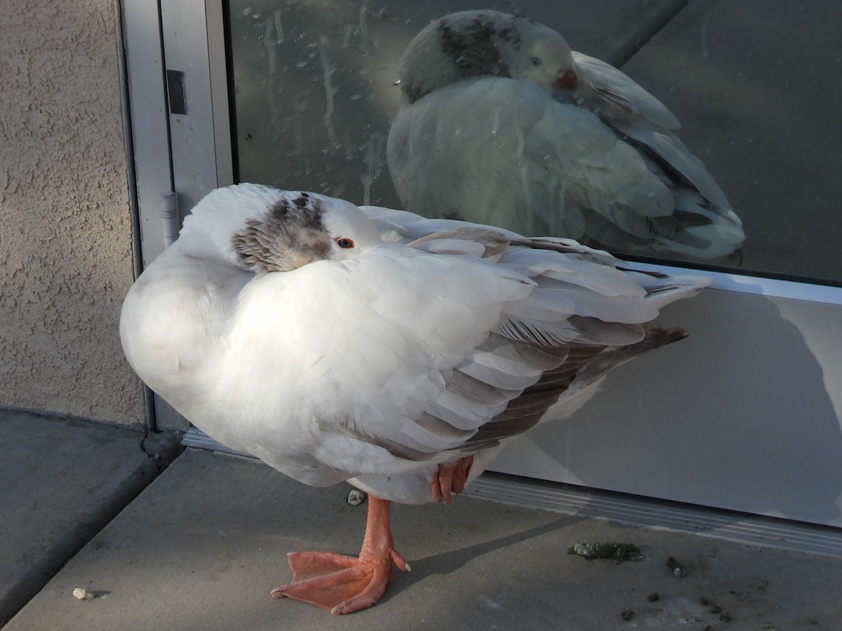 雁類 - ML646384612