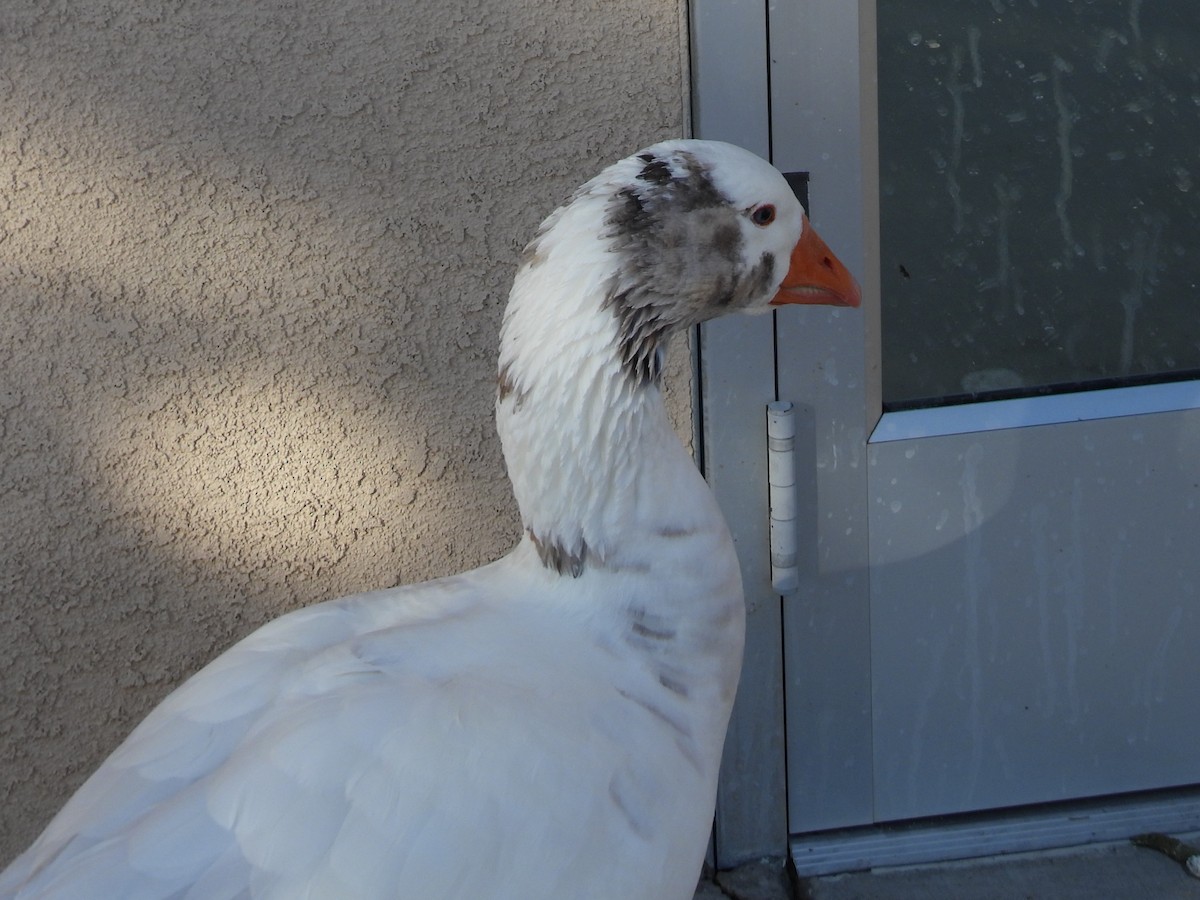 雁類 - ML646384613