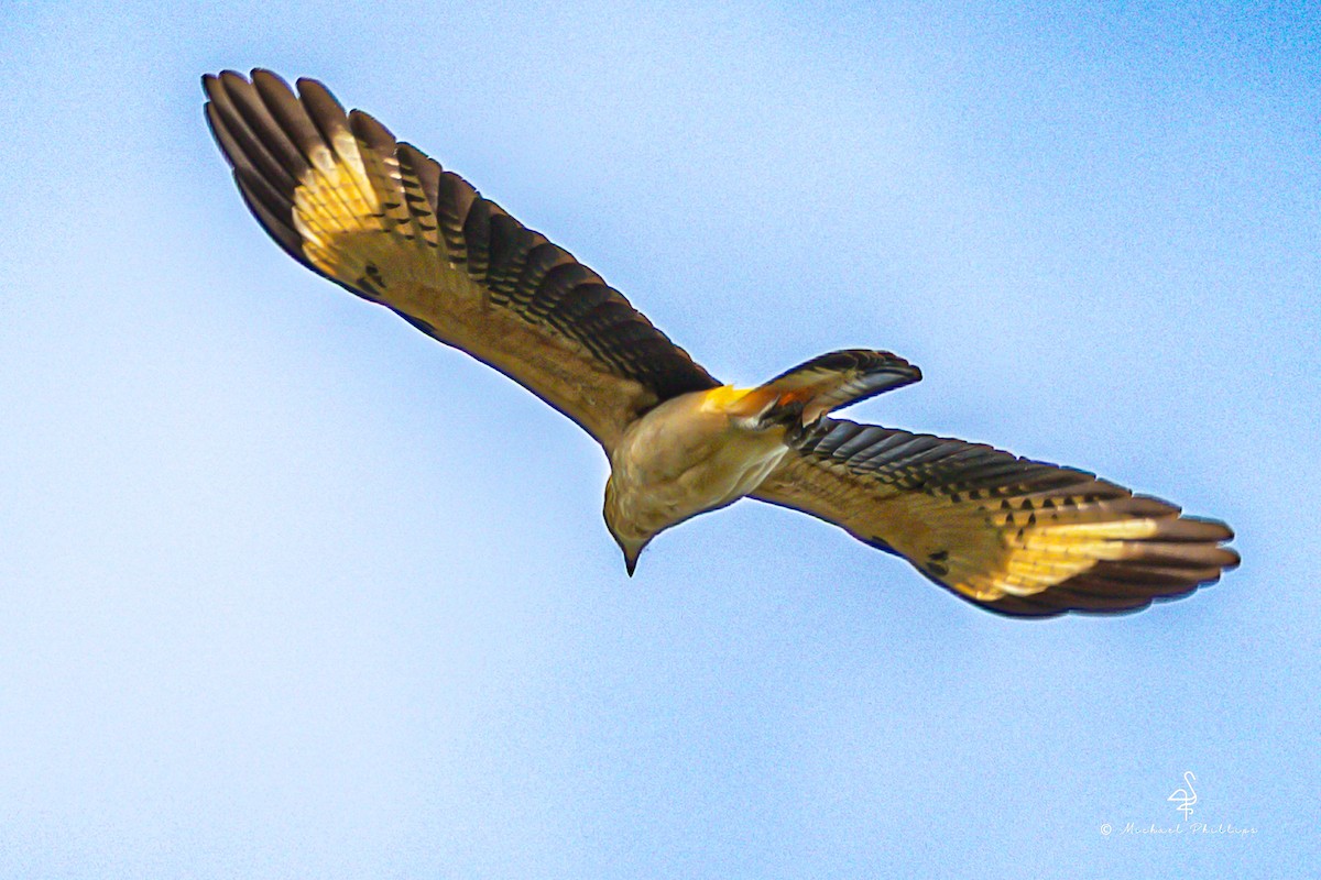 Yellow-headed Caracara - ML646384614