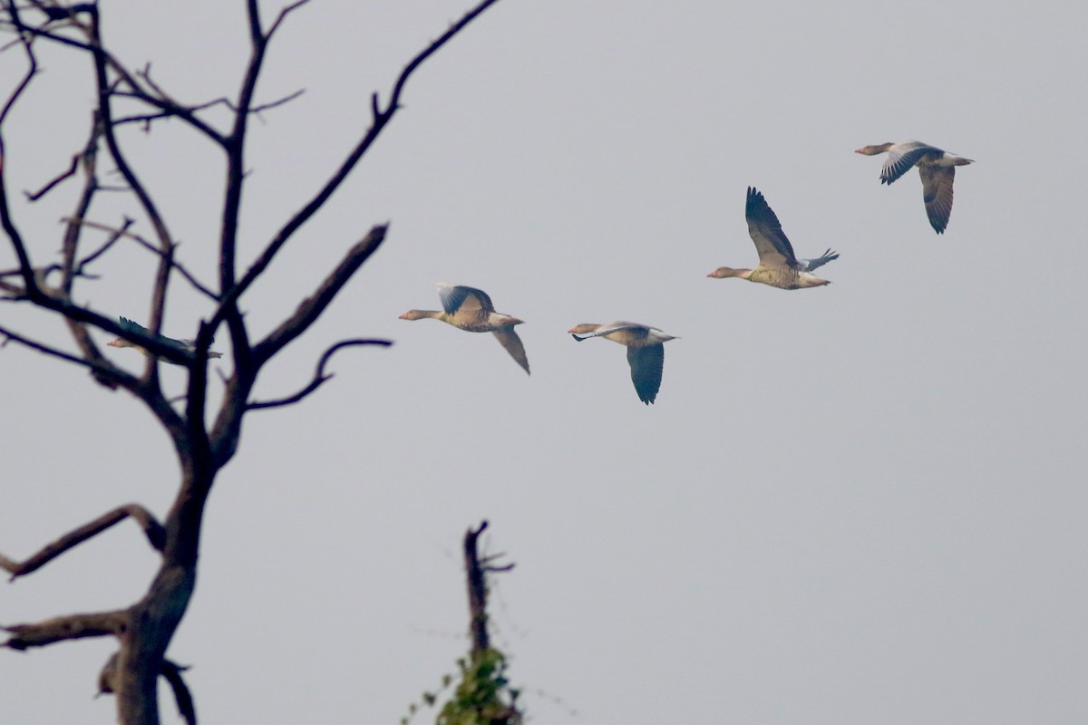 Бор галуу - ML646384615