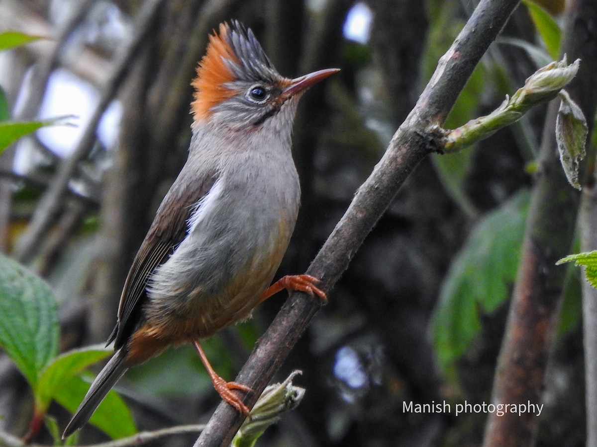 Rufous-vented Yuhina - ML646384616