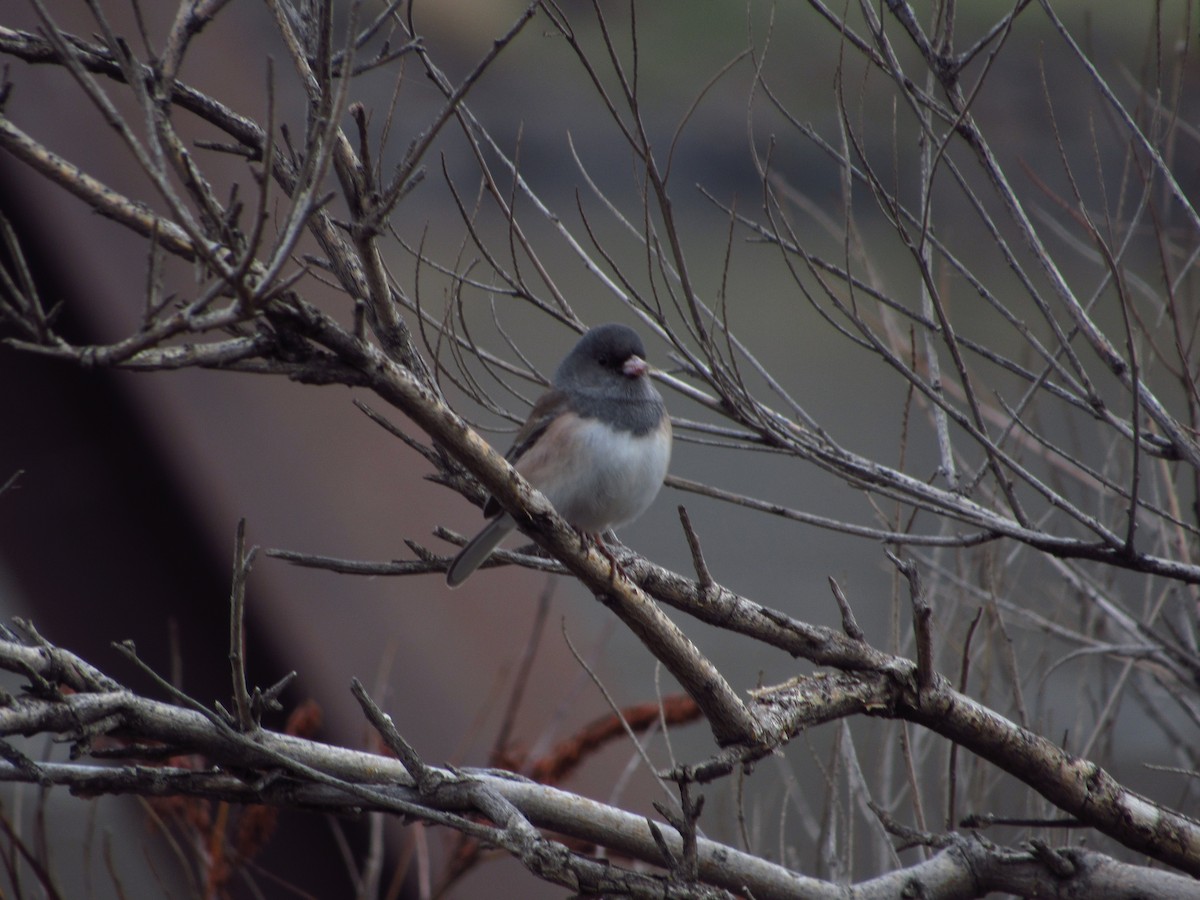 Dark-eyed Junco - ML646384617