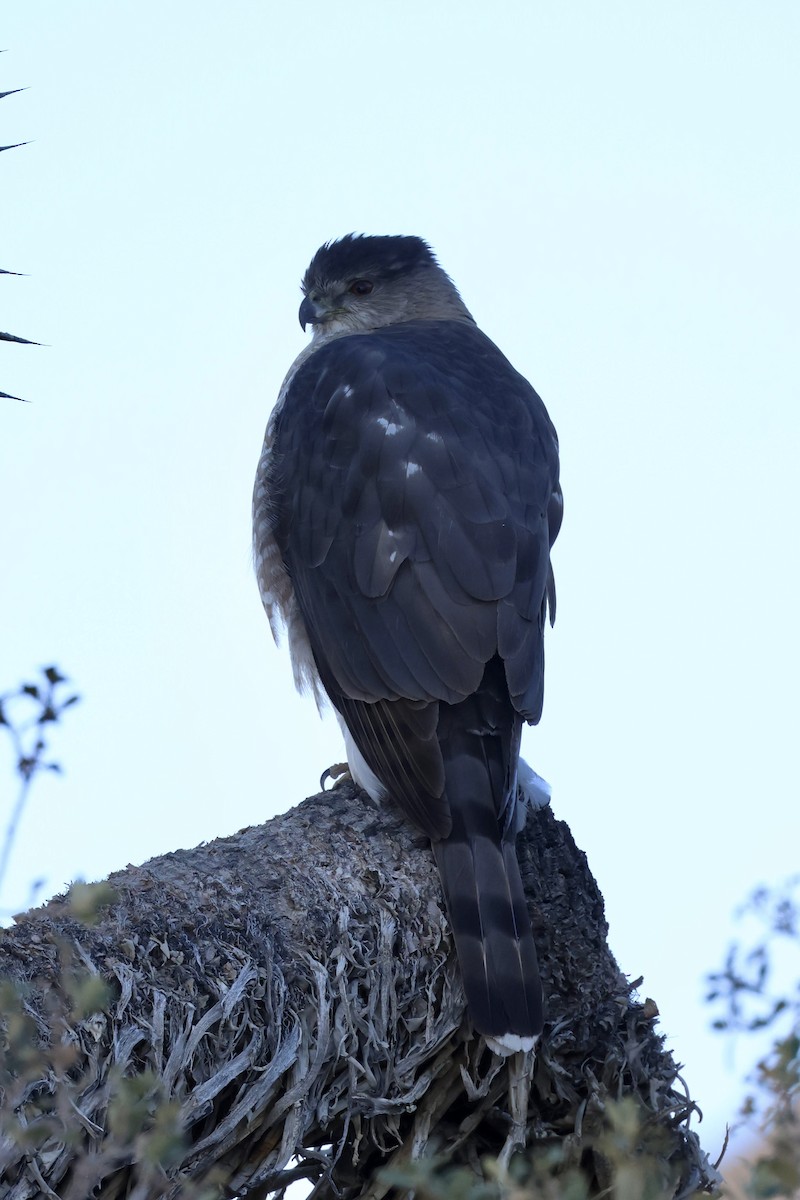 Cooper's Hawk - ML646384618