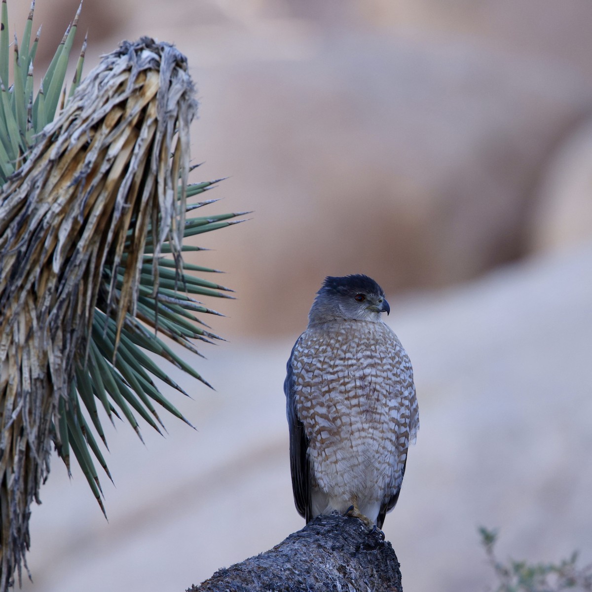 Cooper's Hawk - ML646384619