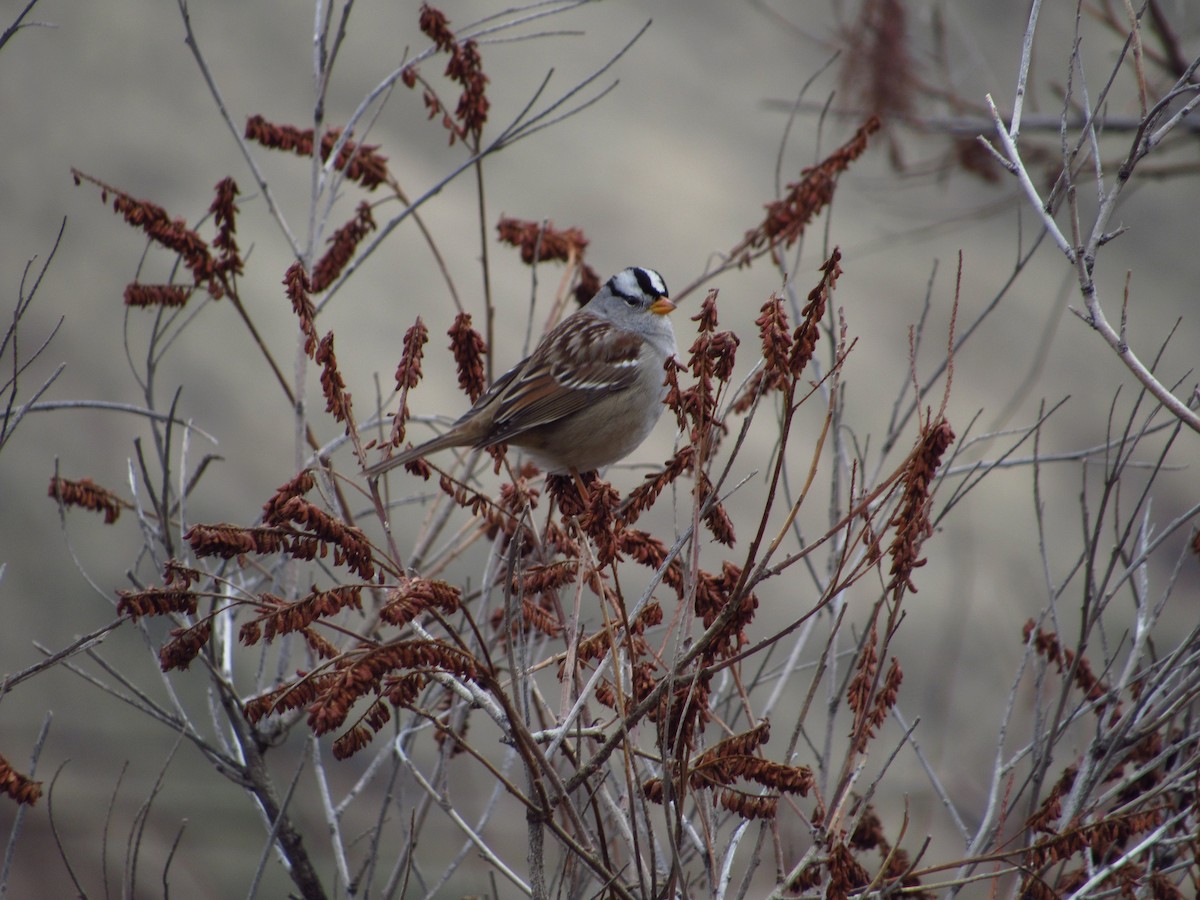 White-crowned Sparrow - ML646384620