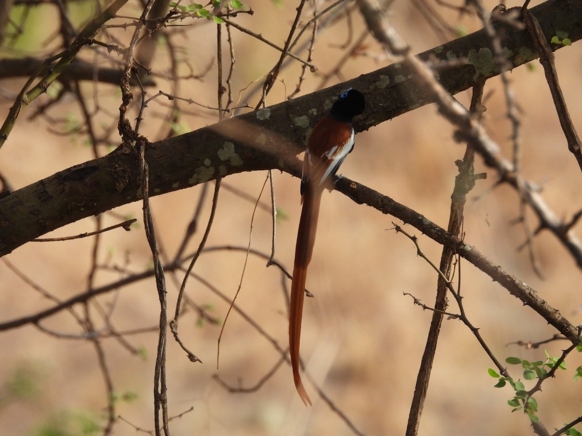 African Paradise-Flycatcher - ML646384621
