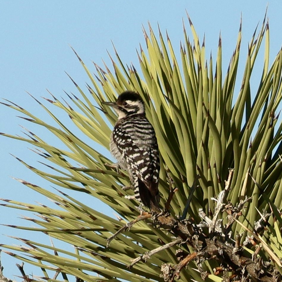 Ladder-backed Woodpecker - ML646384623