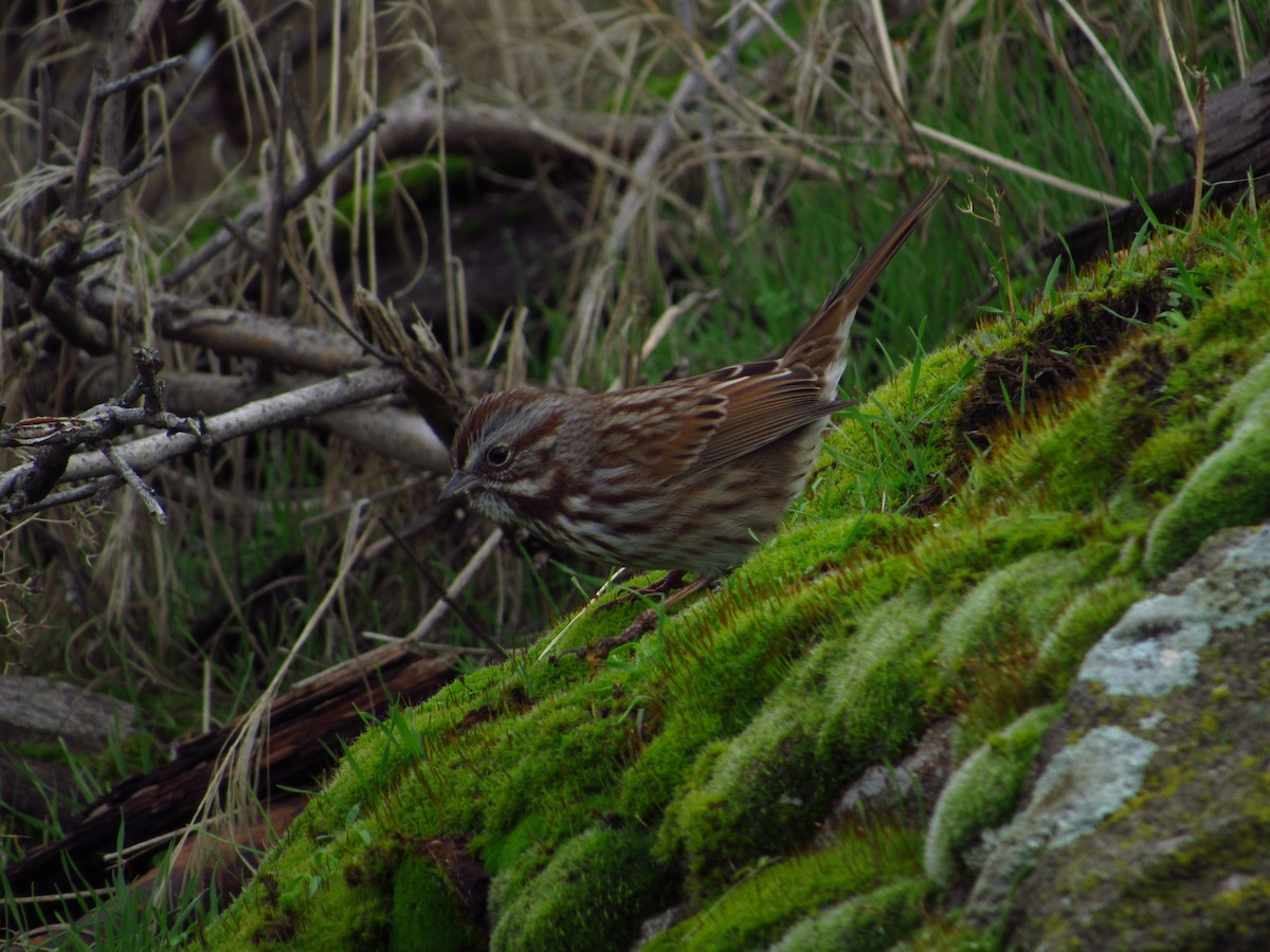 Song Sparrow - ML646384625