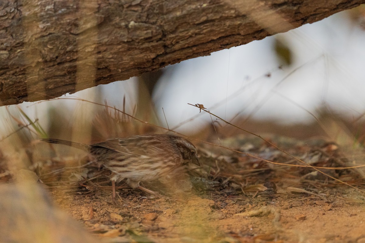 Bruant chanteur - ML646384627