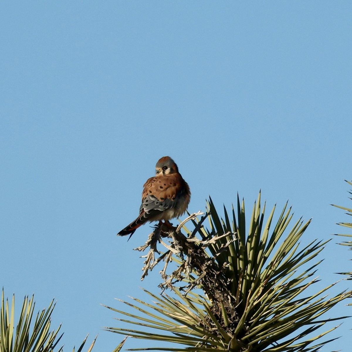 American Kestrel - ML646384629
