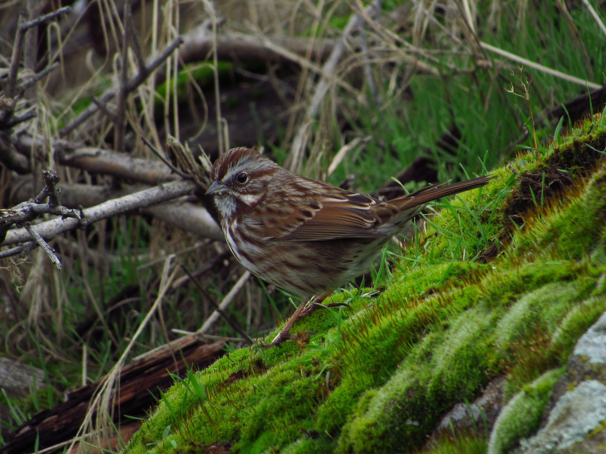 Song Sparrow - ML646384631