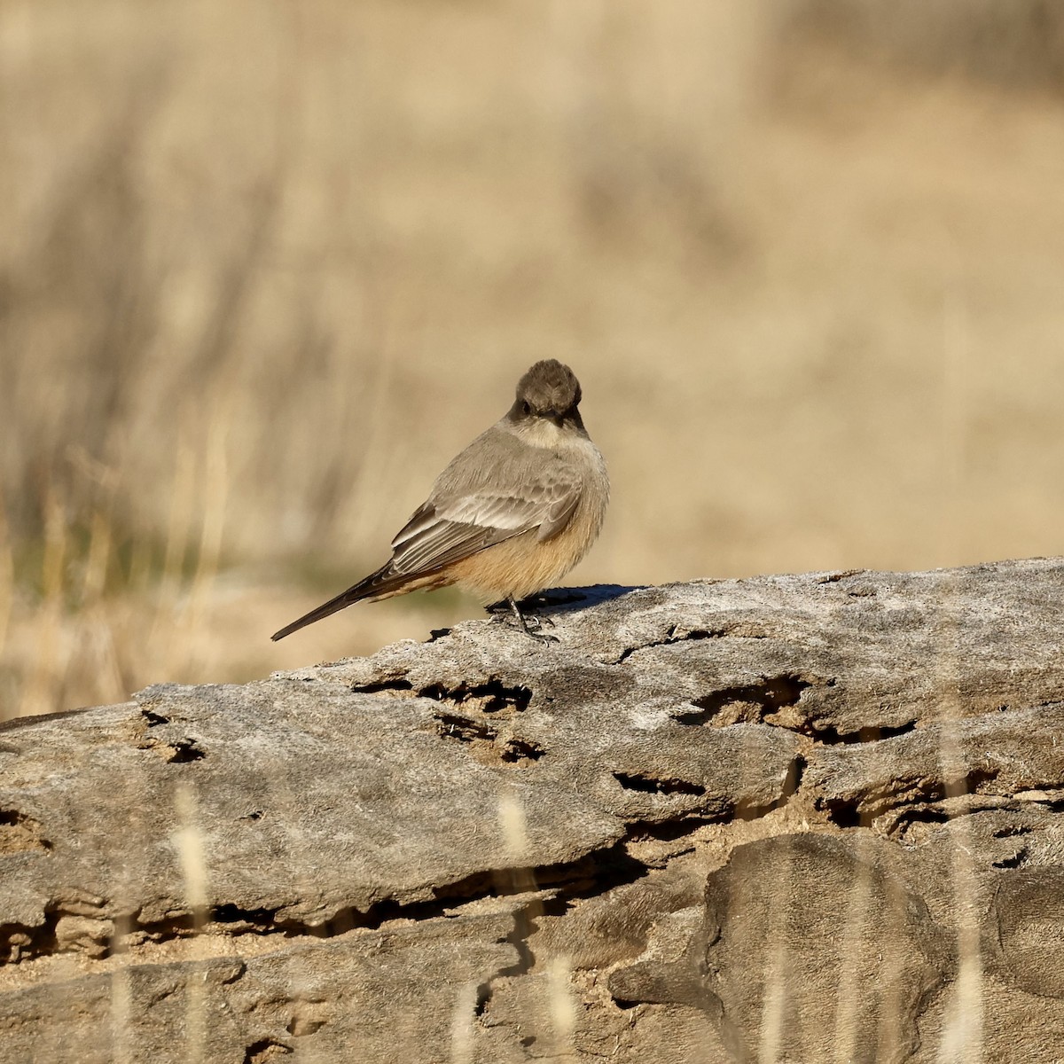 Say's Phoebe - ML646384633