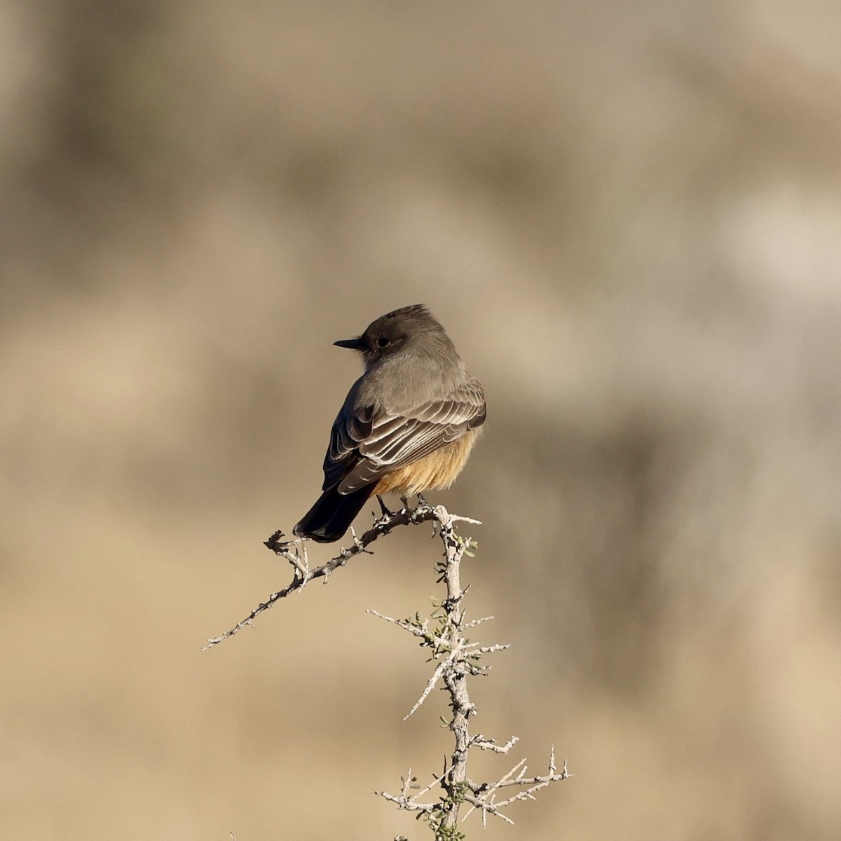 Say's Phoebe - ML646384634