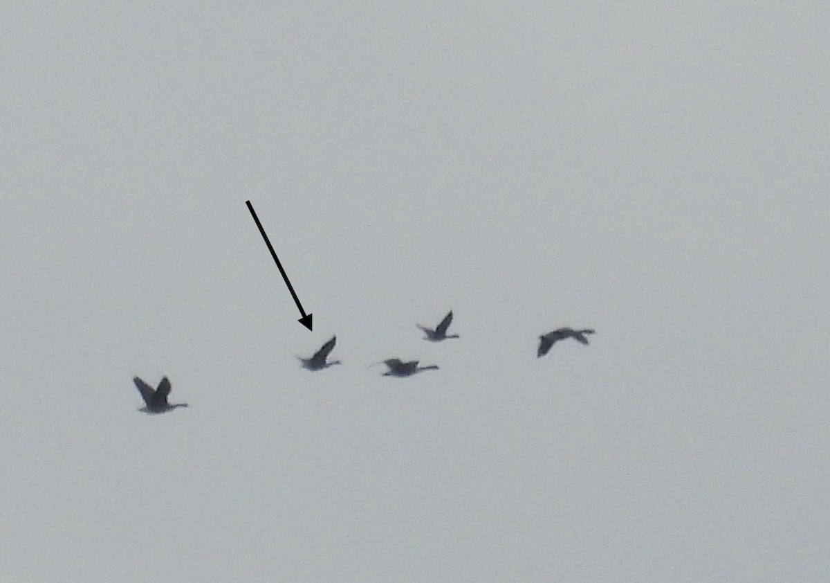 Greater White-fronted Goose - ML646384635