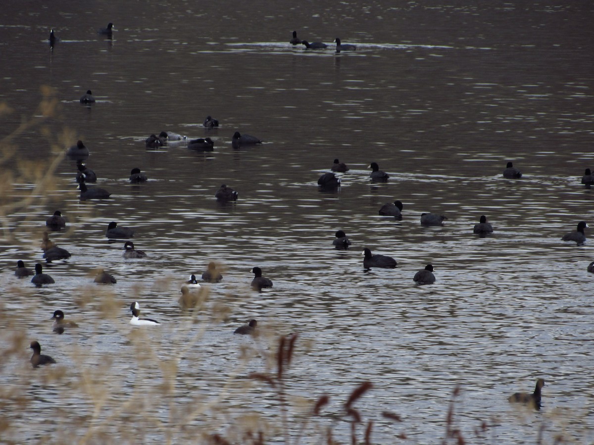 American Coot - ML646384637