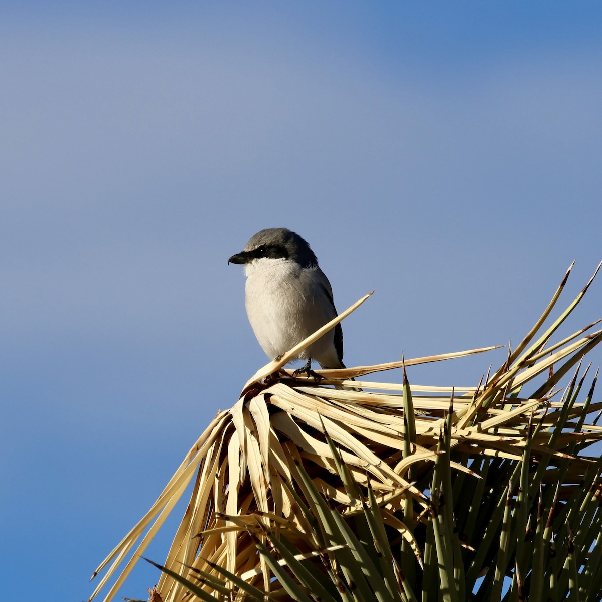 Loggerhead Shrike - ML646384639