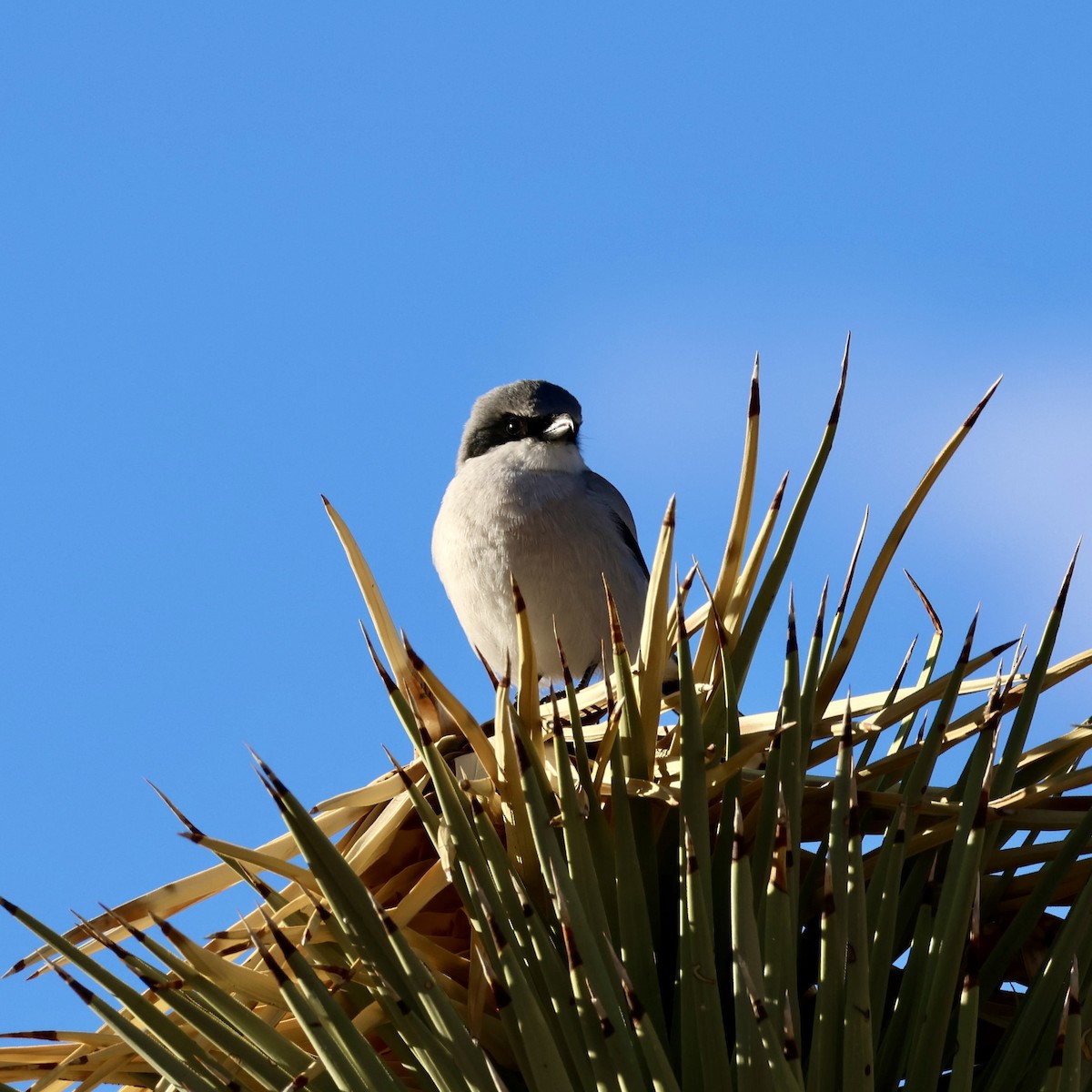 Loggerhead Shrike - ML646384640