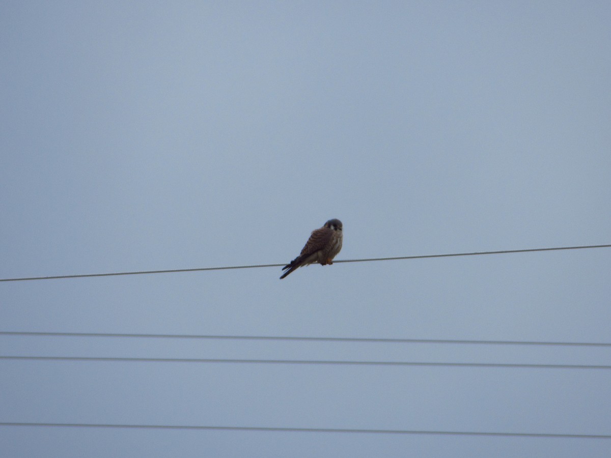 American Kestrel - ML646384643