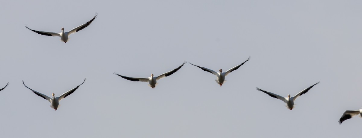 Amerika Pelikanı - ML646384645