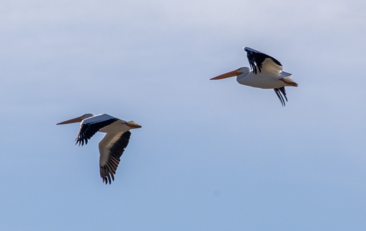 Amerika Pelikanı - ML646384646