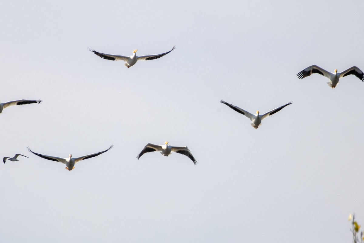 Amerika Pelikanı - ML646384647