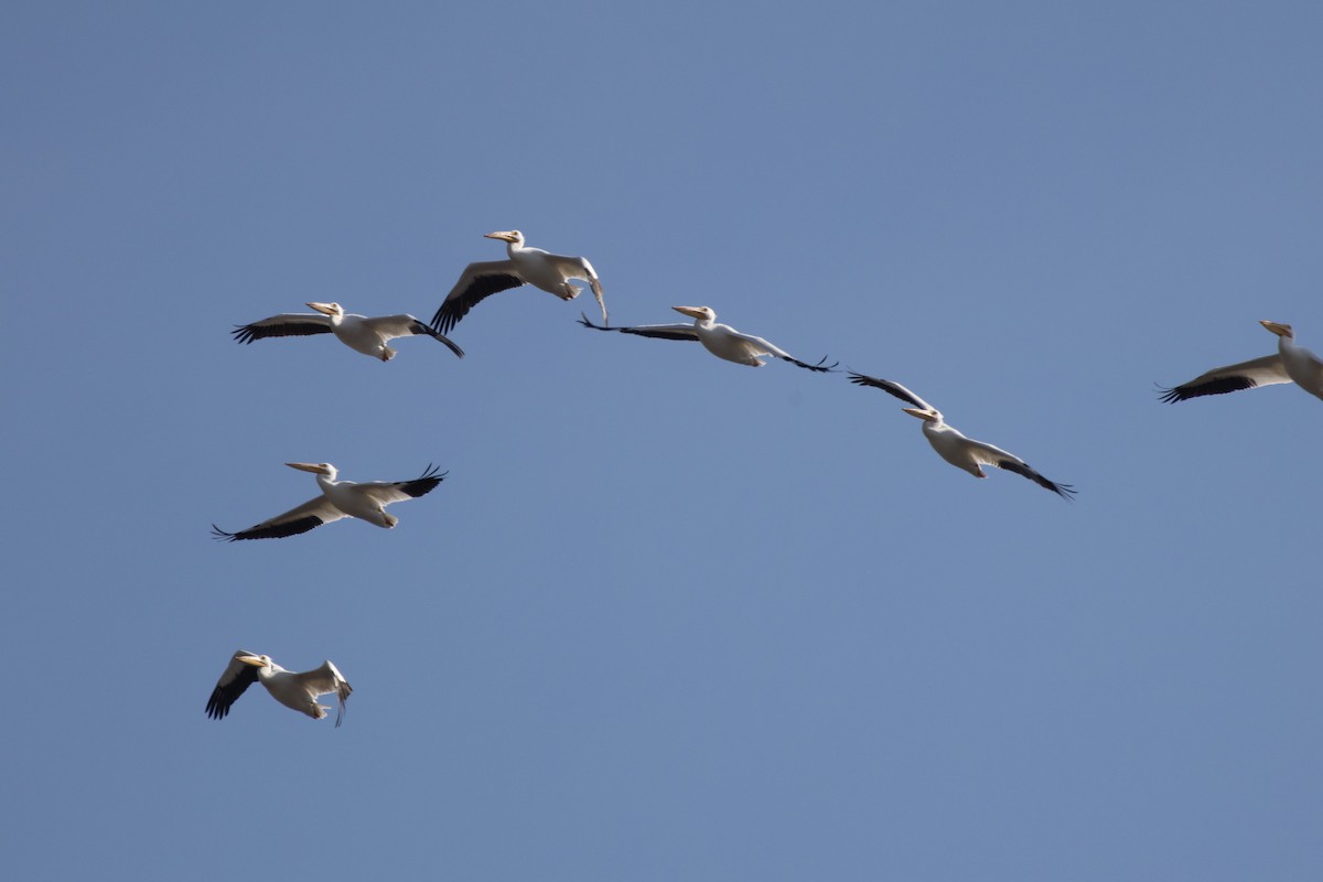 Amerika Pelikanı - ML646384648