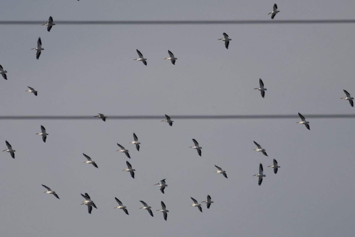 Amerika Pelikanı - ML646384651