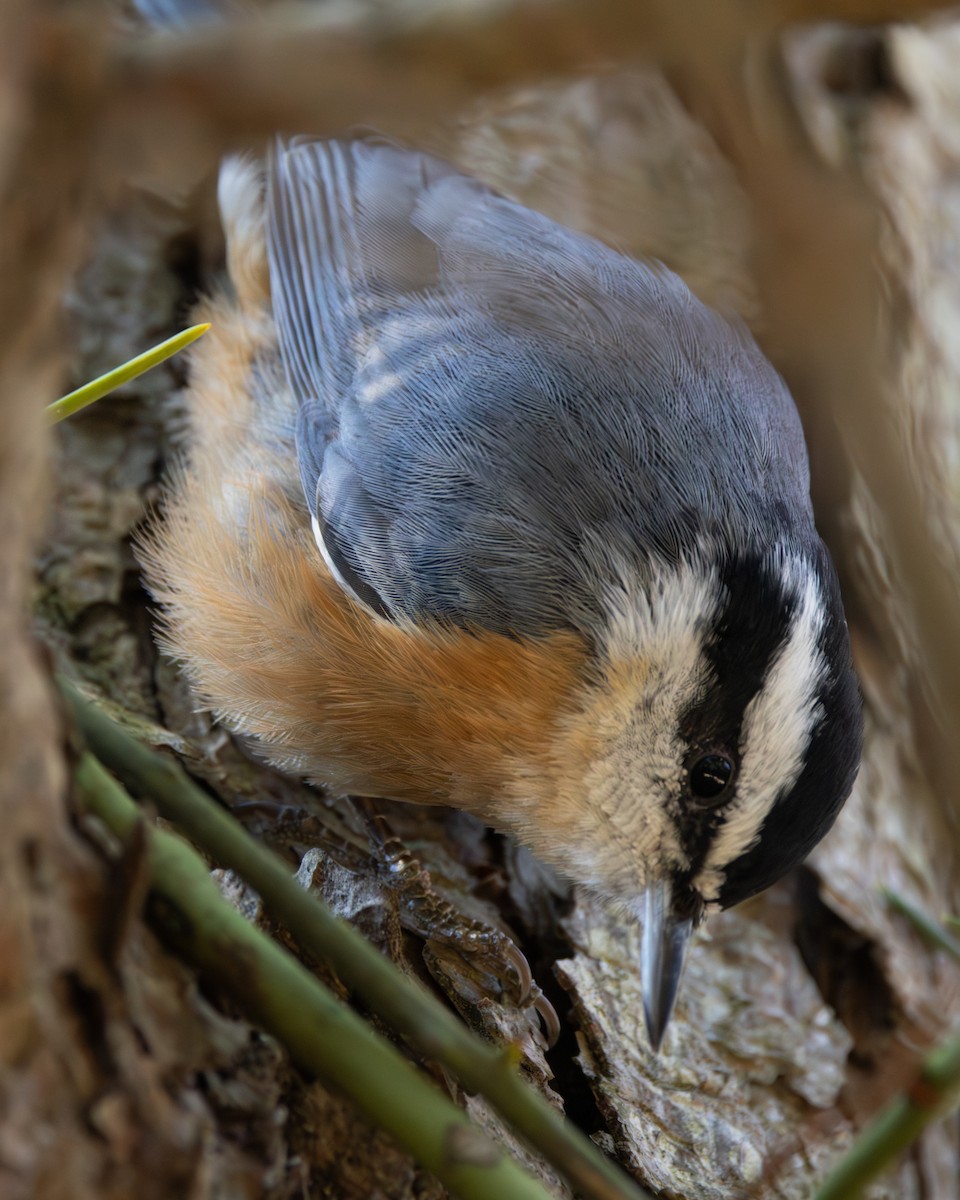 Red-breasted Nuthatch - ML646384652