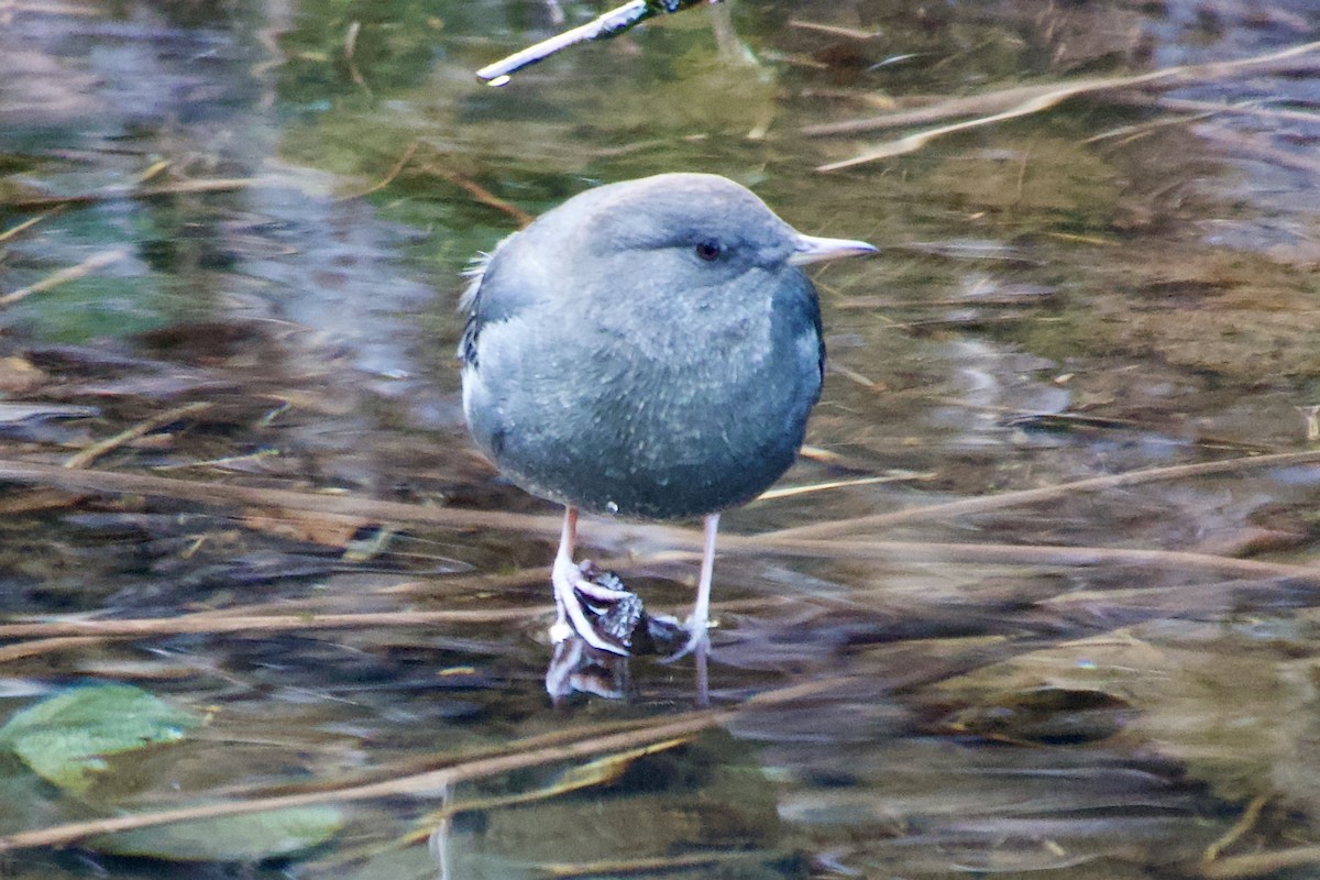American Dipper - ML646384653