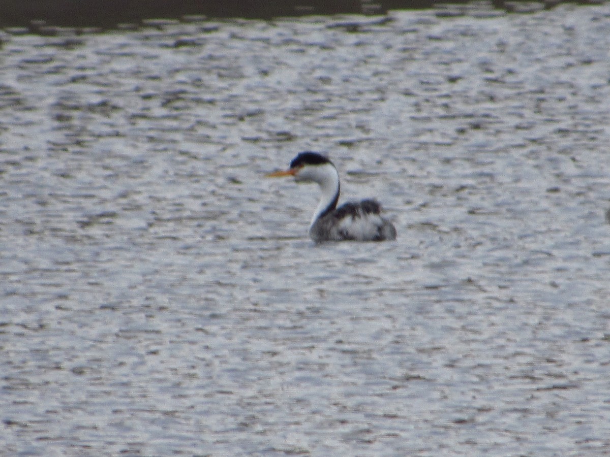 Clark's Grebe - ML646384655