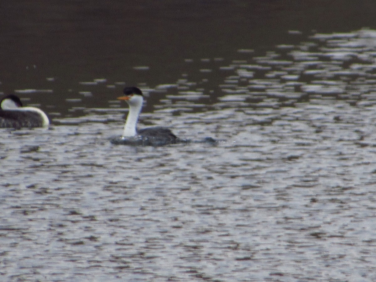 Clark's Grebe - ML646384656
