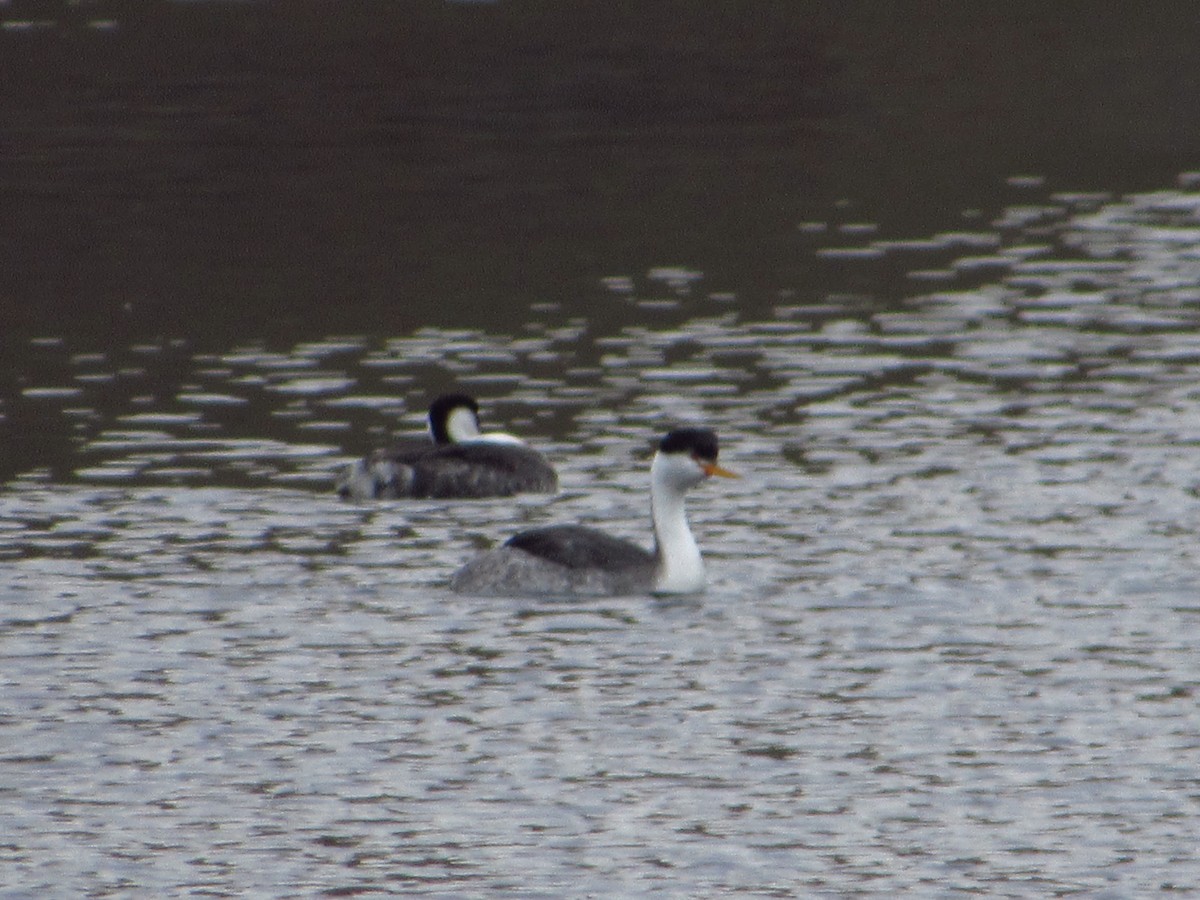 Clark's Grebe - ML646384657